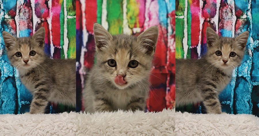 Kitten posing in 3 different positions with a colorful brick back ground