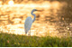 Egrets Complaint