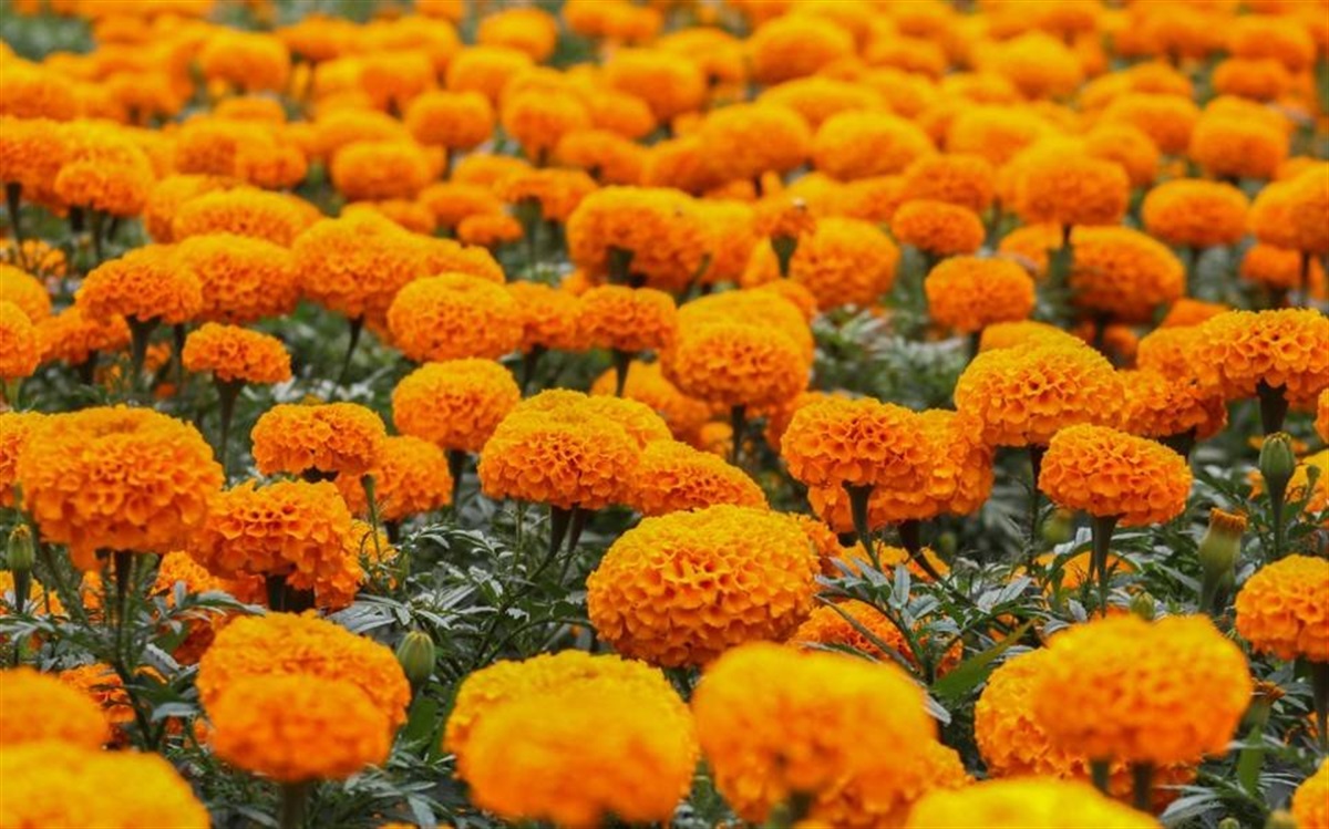 Botanic garden rolls out marigold floral carpet – Welcome to the City of  Fort Worth