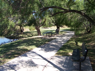 Trail and trees