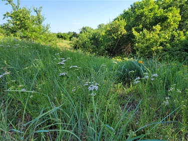 Quail Ridge Park