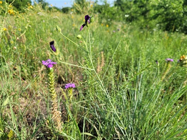 Quail Ridge Park