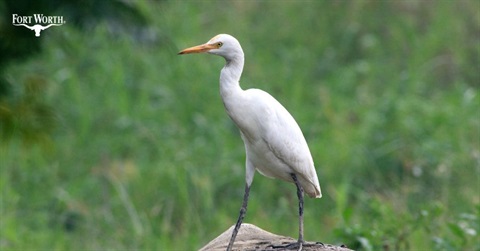 Egret