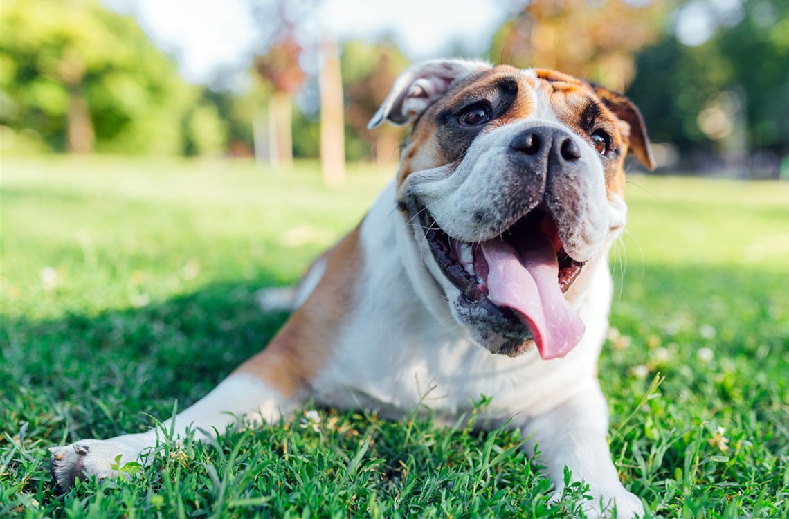 bulldog-in-grass