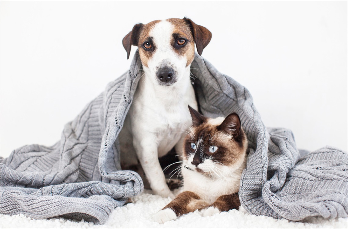 cat-and-dog-in-blanket