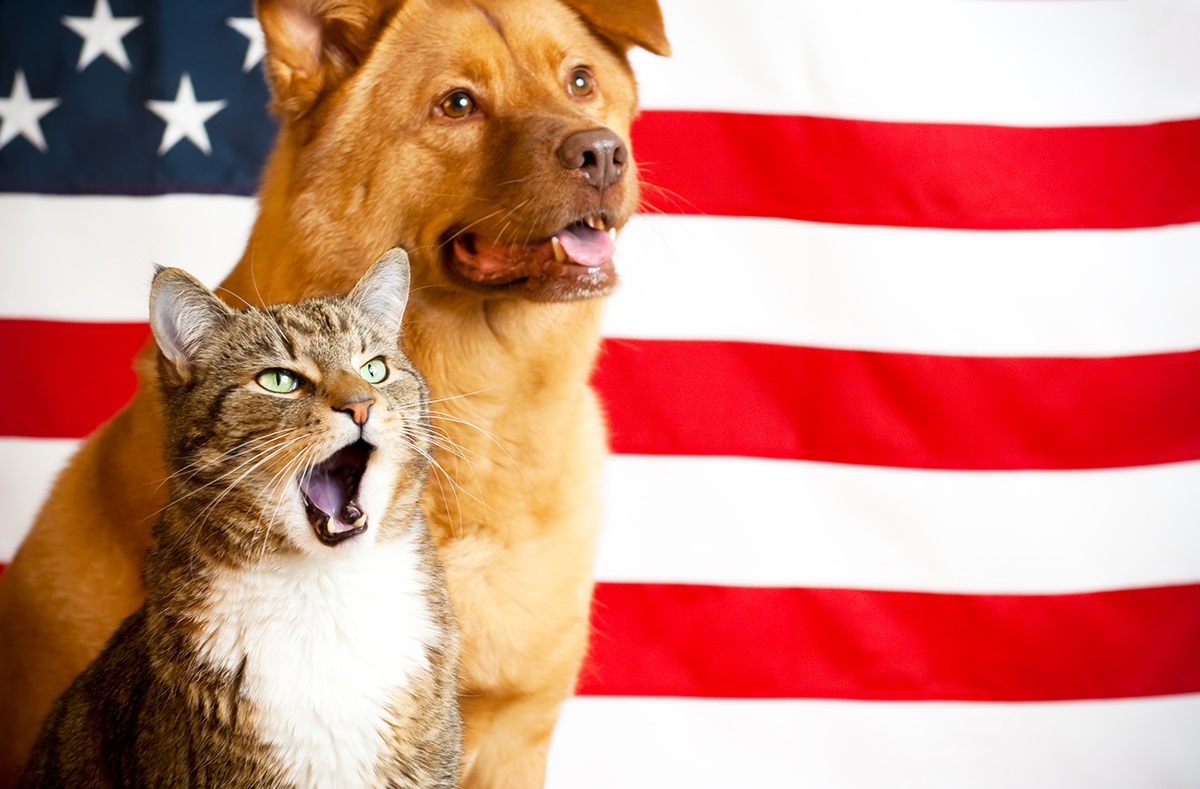 cat-and-dog-with-flag