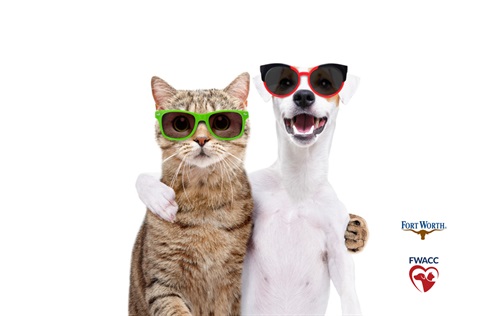 cat-and-dog-wearing-sunglasses