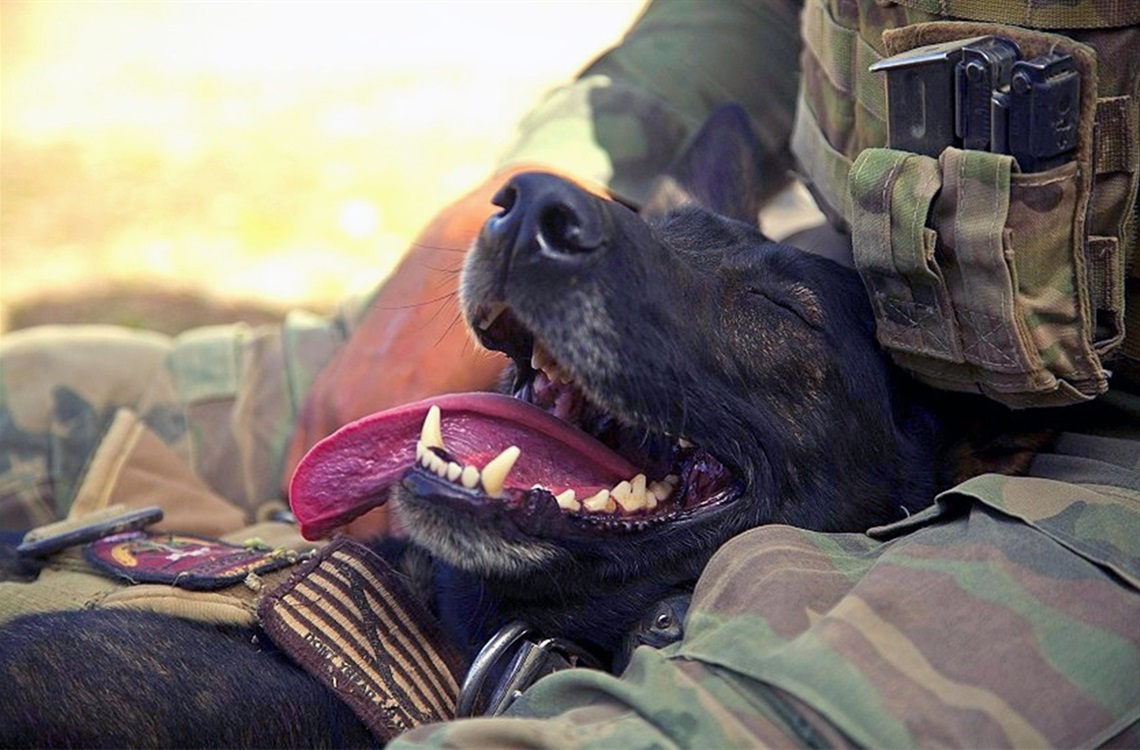 dog-and-soldier