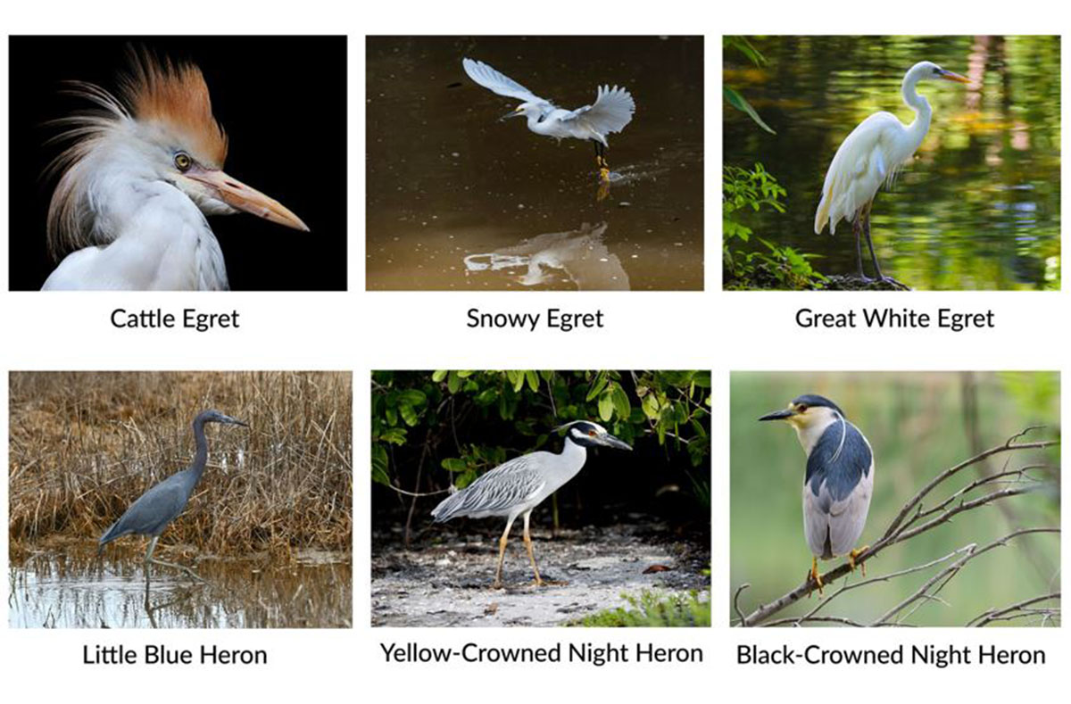 egrets-and-herons