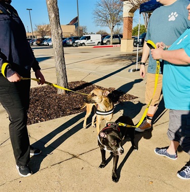 Neighborhood Awards Adoption Event 3-2-2024