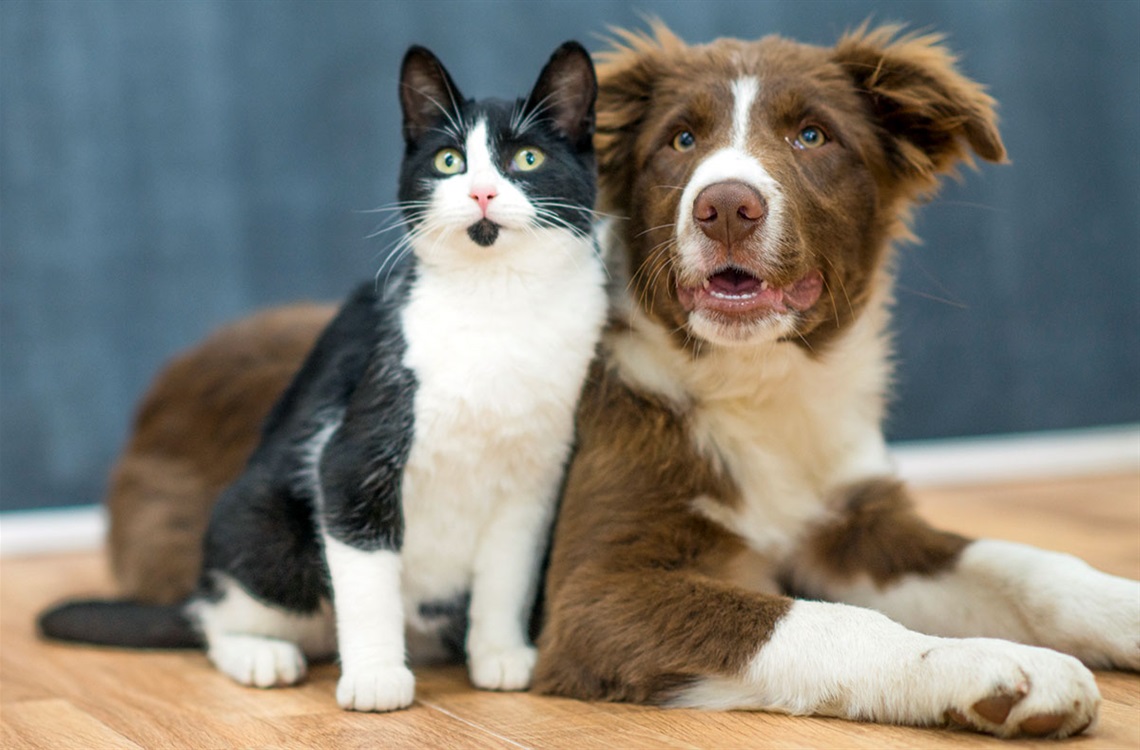 tuxedo-and-aussie