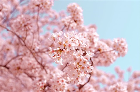 A cherry blossom branch is in focus with the sky in the background