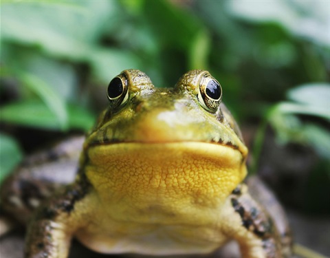 A frog staring at the viewer