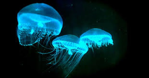 undersea jellyfish glowing in the dark