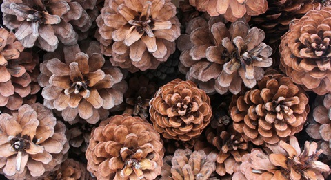 pinecones