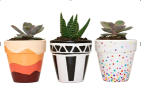 three hand painted pots with succulent plants