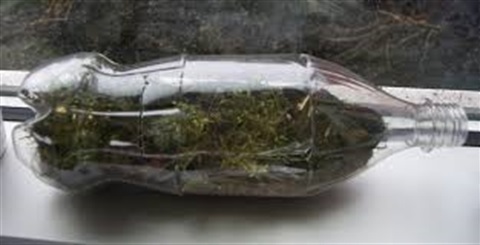 small terrarium made out of a plastic soda bottle