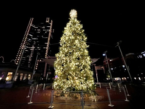 a large Christmas Tree at night