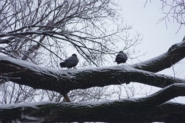 Crows in the snow - Photo by Paige Priddy