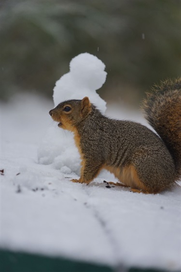 Squirrel in snow - Photo by Paige Priddy