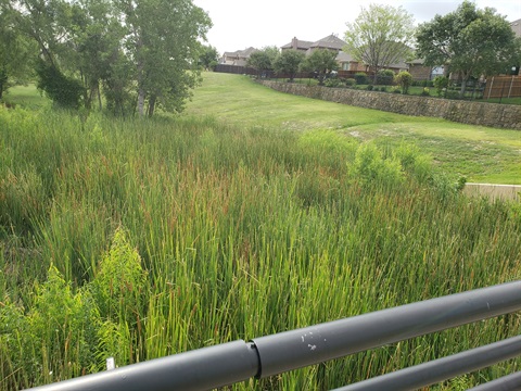 Creekwood Park Cattails