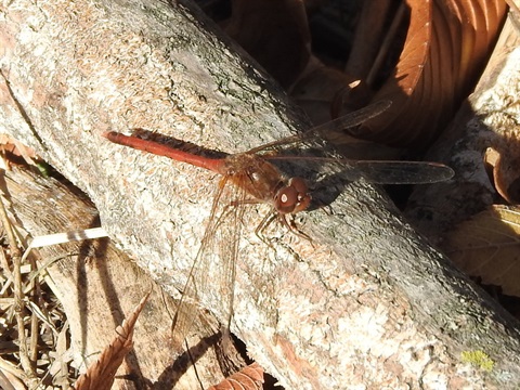 Autumn-meadowhawk-at-Southridge-Park-Photo-by-sambiology-iNat.jpeg