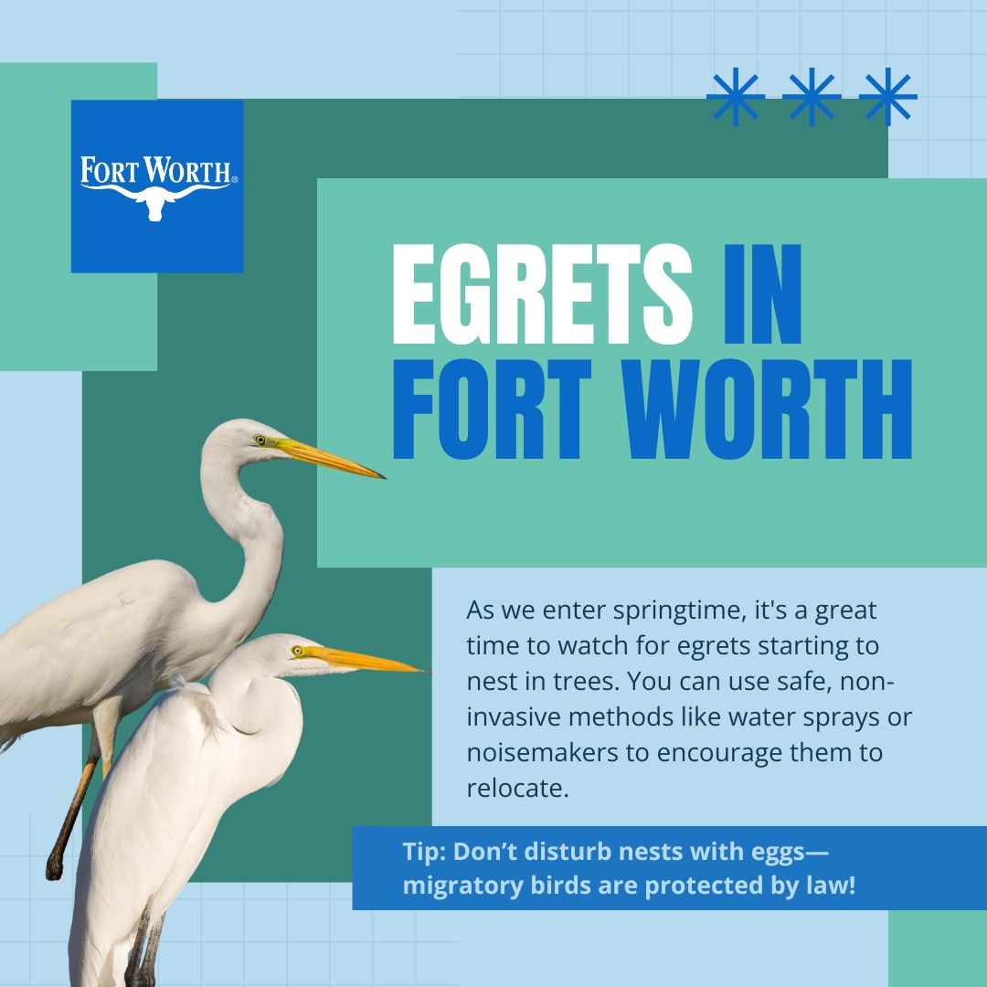 Egret prevention